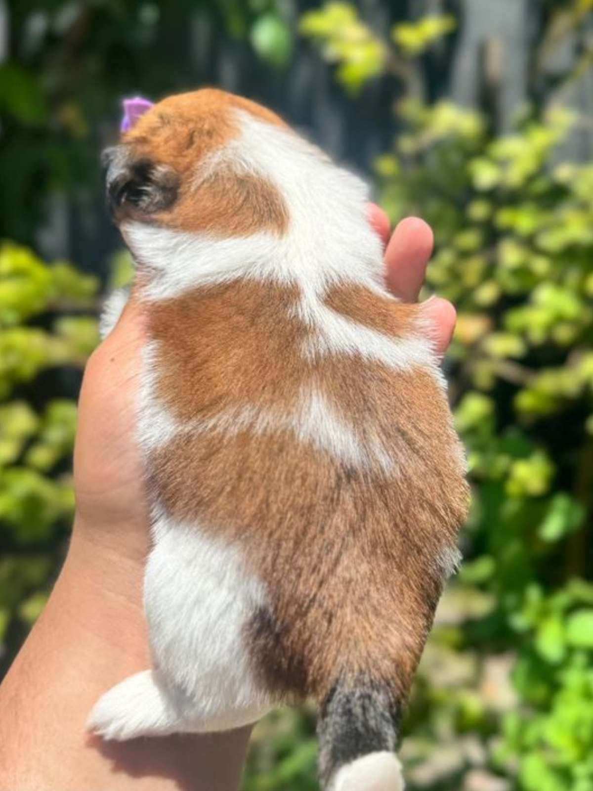 Shi Tzu